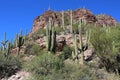 Saguaro Cactus, Saguaro National Park, Sonoran Desert, Arizona Royalty Free Stock Photo