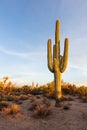 Saguaro Cactus and scenic Sonoran Desert landscape Royalty Free Stock Photo