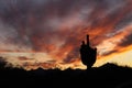 Saguaro cactus silhouette 5525