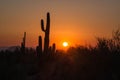 Saguaro cactus silhouette in Arizona desert at sunset Royalty Free Stock Photo