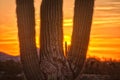 Saguaro cactus silhouette with a rising sun Royalty Free Stock Photo