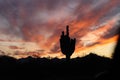Saguaro cactus silhouette 5529