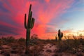 Saguaro Cactus silhouette and desert landscape at sunset Royalty Free Stock Photo