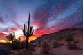 Saguaro Cactus silhouette at sunset in Sonoran Desert National Monument, Arizona Royalty Free Stock Photo