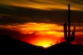 A saguaro cactus silhouetted against a desert sunset. Royalty Free Stock Photo