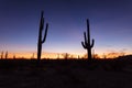 Saguaro Cactus silhouettes in the desert at twilight