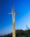 Saguaro Cactus skeleton in arizona