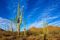 Saguaro Cactus Royalty Free Stock Photo