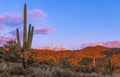 Cactus & Snow In Four Peaks Wilderness in AZ Royalty Free Stock Photo