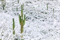Saguaro Cactus with snow in Saguaro National Park Royalty Free Stock Photo