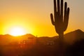 Saguaro Cactus in the Sonoran Desert Arizona Royalty Free Stock Photo