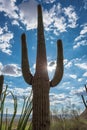 Saguaro cactus in Sonoran Desert Royalty Free Stock Photo