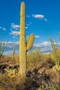 Saguaro cactus in Sonoran Desert Royalty Free Stock Photo