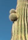 Saguaro Cactus in the Sonoran Desert