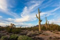 Saguaro Cactus and Sonoran Desert landscape in Arizona Royalty Free Stock Photo
