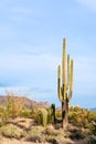 Saguaro Cactus and Sonoran Desert landscape Royalty Free Stock Photo