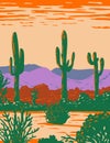 Saguaro Cactus in Sonoran Desert National Monument Located South of Buckeye and East of Gila Bend Arizona WPA Poster Art