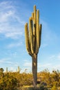 Saguaro cactus in the Sonoran desert in Phoenix, Arizona Royalty Free Stock Photo