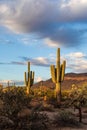 Saguaro Cactus in the Sonoran Desert with sunlight Royalty Free Stock Photo