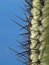 Saguaro cactus spines Royalty Free Stock Photo