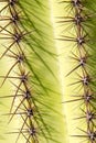 Saguaro Cactus Spines Royalty Free Stock Photo