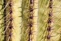 Saguaro Cactus Spines Royalty Free Stock Photo