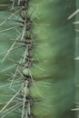 Saguaro Cactus Spines Royalty Free Stock Photo