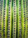 Saguaro Cactus Spines Royalty Free Stock Photo