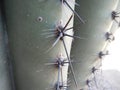 Saguaro Cactus Spines Up Close -Tucson Arizona Royalty Free Stock Photo