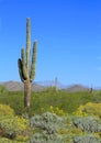 Saguaro Cactus With Spring Wild Flowers In Bloom
