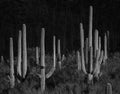 Saguaro Cactus Stand Tall In Black And White