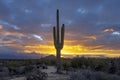 A Saguaro Cactus At Sunrise In The Phoenix AZ Area Royalty Free Stock Photo