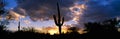 Saguaro Cactus Sunset Royalty Free Stock Photo