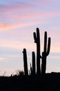 Saguaro cactus sunset Royalty Free Stock Photo