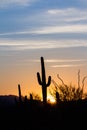 Saguaro cactus sunset Royalty Free Stock Photo