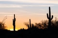 Saguaro cactus sunset Royalty Free Stock Photo