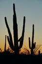 Saguaro Cactus at Sunset in Arizona Royalty Free Stock Photo