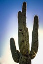 Saguaro cactus during sunset