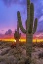 Saguaro Cactus at Sunset In Desert Preserve in Scottsdale, Arizona Royalty Free Stock Photo