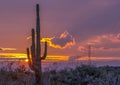 Saguaro cactus at sunset in high desert of North Scottsdale, Ariozna