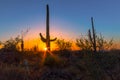 Saguaro Cactus Sunset Landscape In Arizona Royalty Free Stock Photo