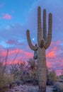 Saguaro cactus at sunset with moon rising near Phoenix Arizona