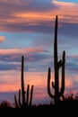 Saguaro Cactus at sunset in Saguaro National Park, Arizona Royalty Free Stock Photo