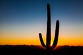 Saguaro Cactus at Sunset Royalty Free Stock Photo