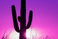 Saguaro Cactus Sunset Silhouette Royalty Free Stock Photo