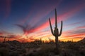 Saguaro cactus at sunset in the Sonoran Desert near Phoenix, Arizona Royalty Free Stock Photo