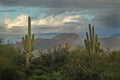 Saguaro Cactus and Superstition Mountains 2