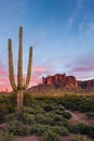 Saguaro cactus in the Superstition Mountains at sunset Royalty Free Stock Photo