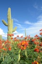 Saguaro Cactus Surrounded By Wild Flowers
