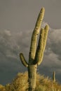 Saguaro cactus tree dramatic desert sky